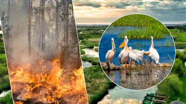 Animalele din Delta in pericol dupa ce flacarile au cuprins o parte semnificativa din rezervatie Pot fi sute sau chiar mii si nu mai fac fata EXCLUSIV